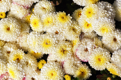 Yellow chrysanthemum flowers