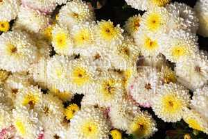 Yellow chrysanthemum flowers