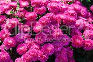 Purple chrysanthemum flowers