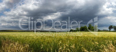 Panorama ripening wheat field