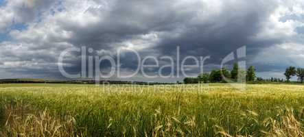 Panorama ripening wheat field