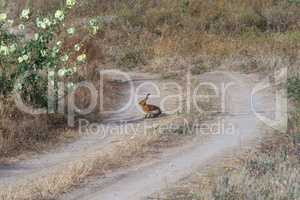 Hare on steppe road