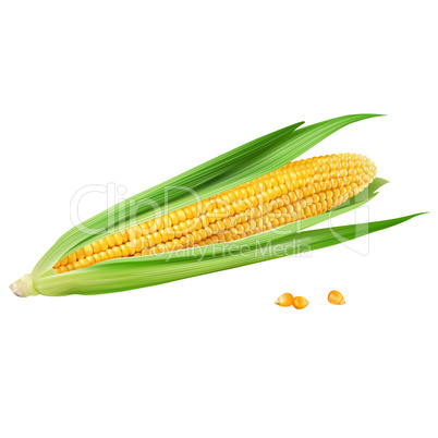 Corn on white background