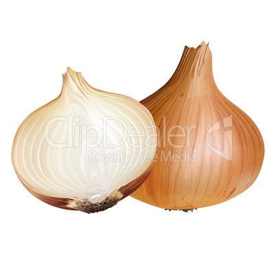 Onion on white background