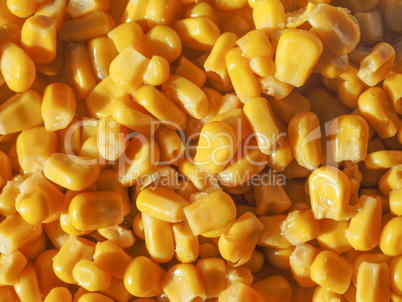 maize corn food