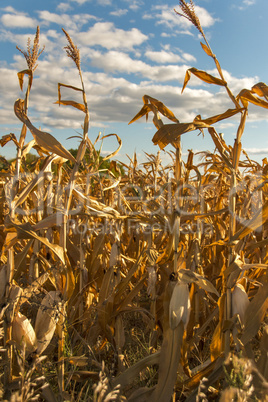 Golden crop