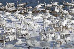 Monticello trumpeter swans