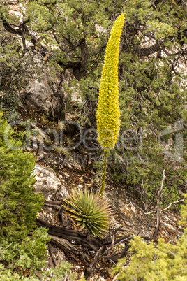 Yellow fellow