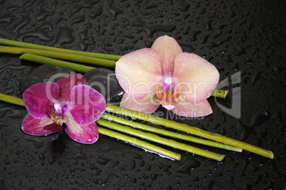 Orchidee und Bambus