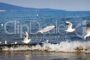 Seagulls over the sea waves