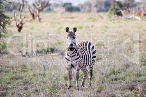 Zebra with an interrogative look