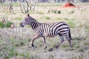 Zebra lying in the savanna