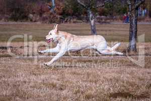 dog running