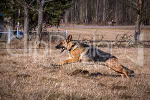 german shepherd dog running