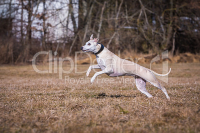 Whippet