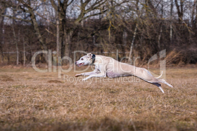 whippet greyhound