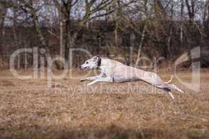 whippet greyhound
