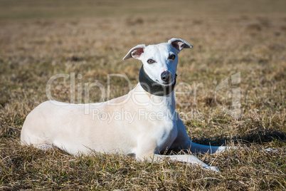 whippet portrait