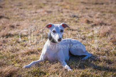 white whippet