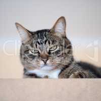 Cat portrait close up, only head crop, cat in light brown and cream looking with pleading stare
