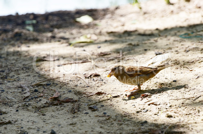 Sparrow in the bushes