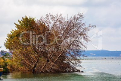 Dry trees in the water
