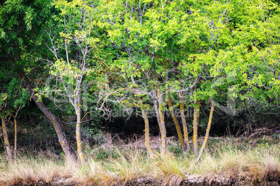 Trees with green leaves