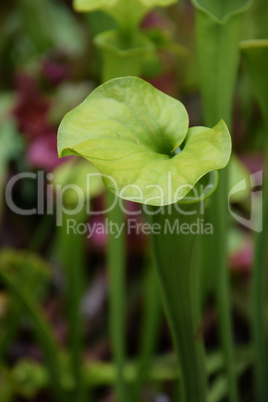 Sarracenia minor