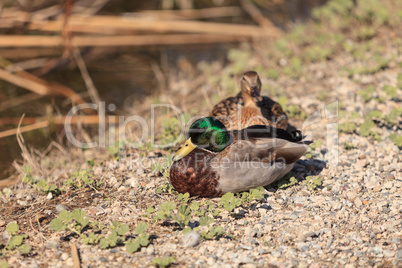 Wild Mallard duck bird, Anas platyrhynchos