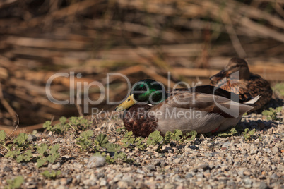 Wild Mallard duck bird, Anas platyrhynchos