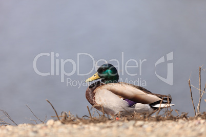 Wild Mallard duck bird, Anas platyrhynchos