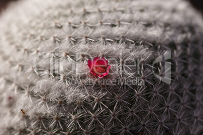Mammillaria albilanata cactus