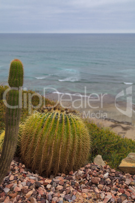 Mexican Golden Barrel Cactus