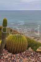 Mexican Golden Barrel Cactus