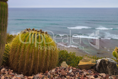 Mexican Golden Barrel Cactus