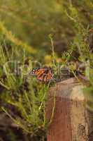 Monarch butterfly, Danaus plexippus