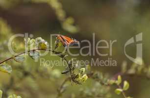 Monarch butterfly, Danaus plexippus