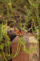 Monarch butterfly, Danaus plexippus