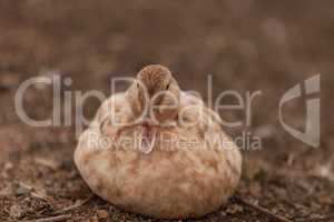 Mottled duck, Anas fulvigula