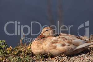 Mottled duck, Anas fulvigula