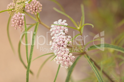 narrow leafed milkweed Asclepias fascicularis