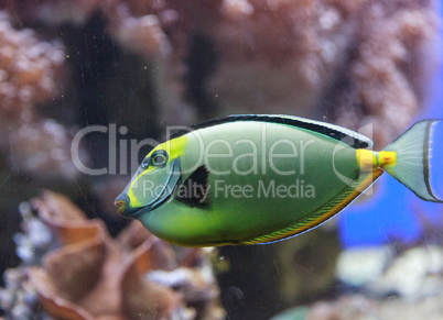 Naso tang fish, Naso lituratus