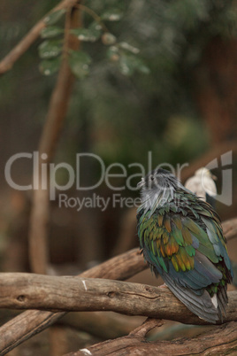 Nicobar Pigeon, Caloenas nicobarica, bird