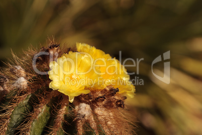 Yellow cactus flower on Notocactus warasii