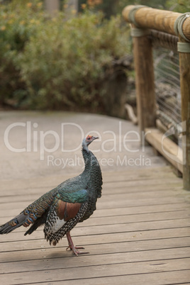 Ocellated turkey, Meleagris ocellata