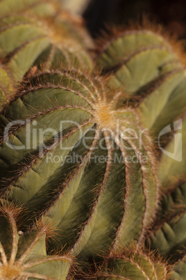 Large, round Notocactus magnificus