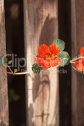 Orange Nasturtium flower Tropaeolum majus