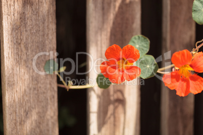 Orange Nasturtium flower Tropaeolum majus