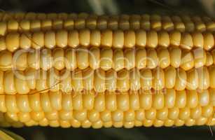 Fresh ear of corn