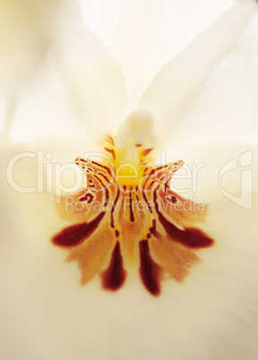 pansy orchid Miltoniopsis